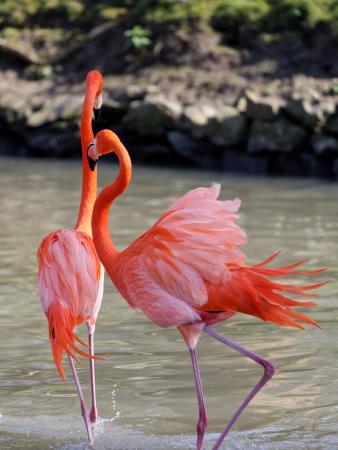 flamant-rose